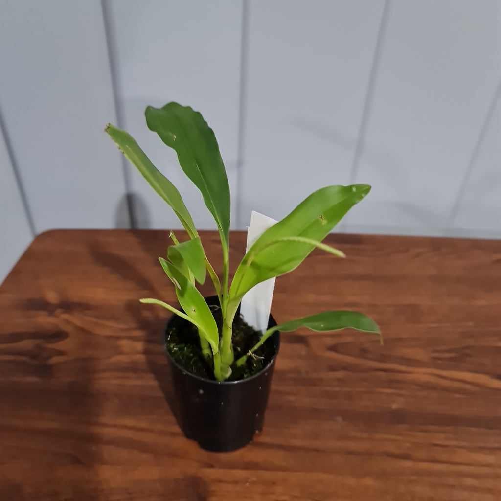 IN SPIKE NOW)( Dendrochilum Niveum (Fragrant)