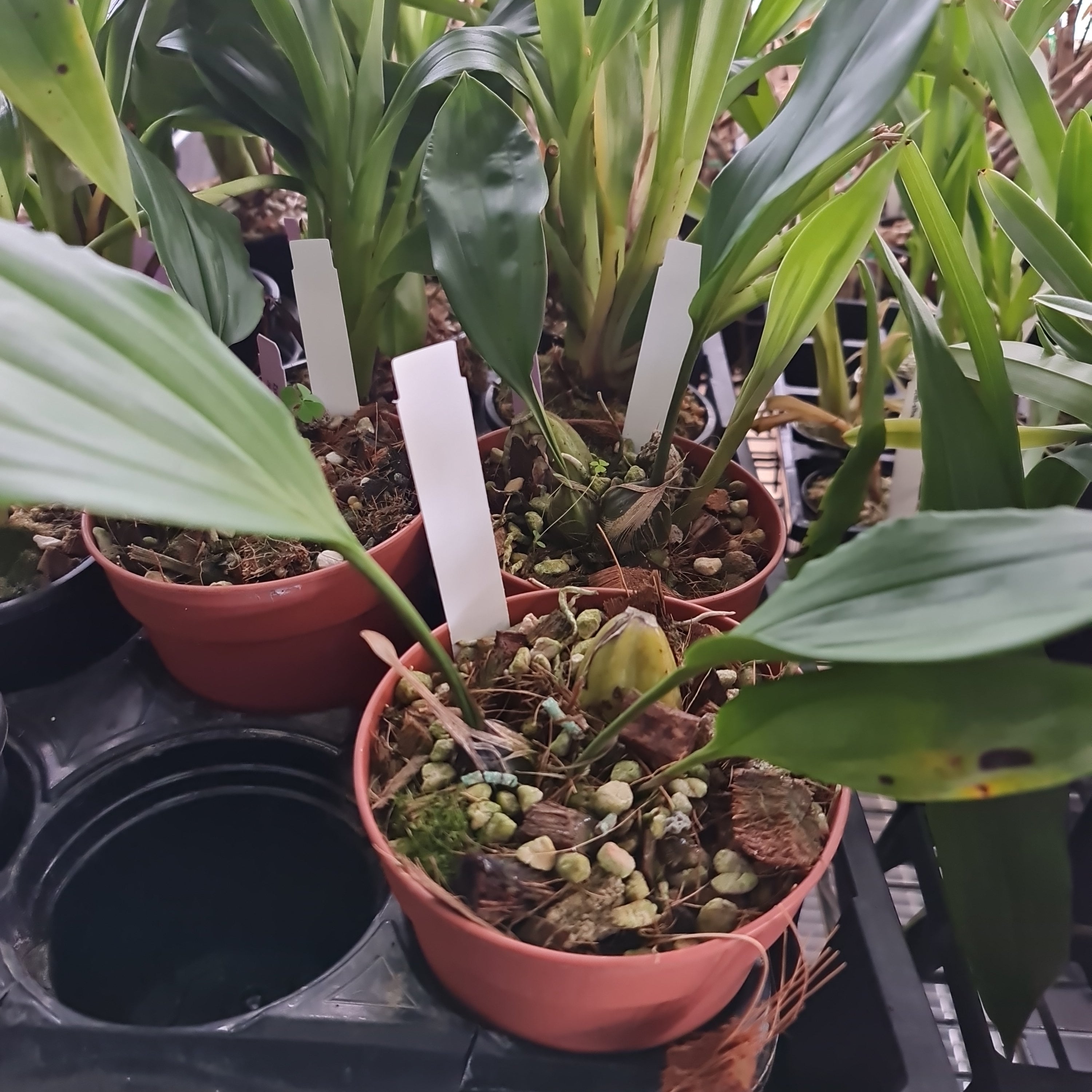 Stanhopea nigroviolacea Secondary image