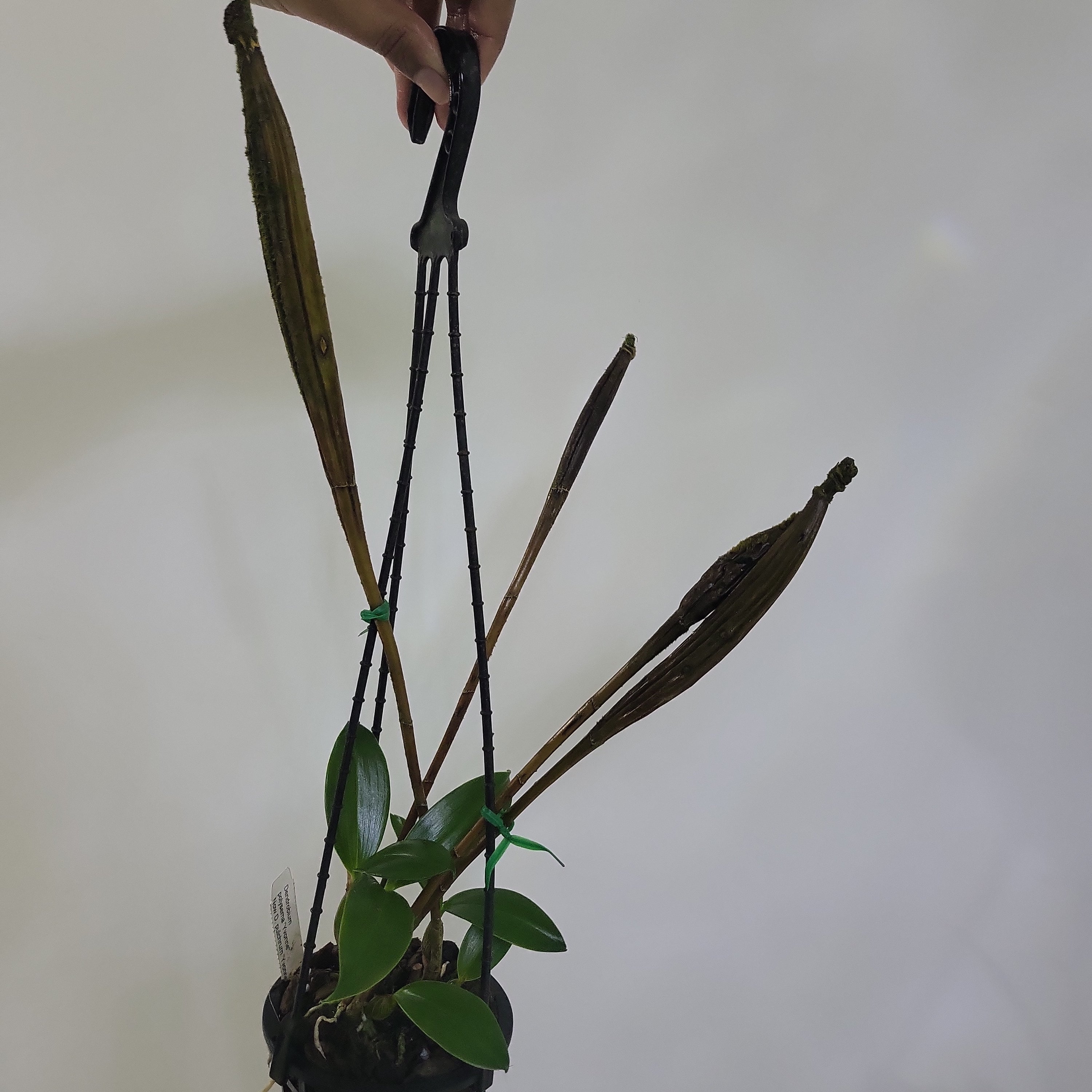 Dendrobium pulchrum  RARE!