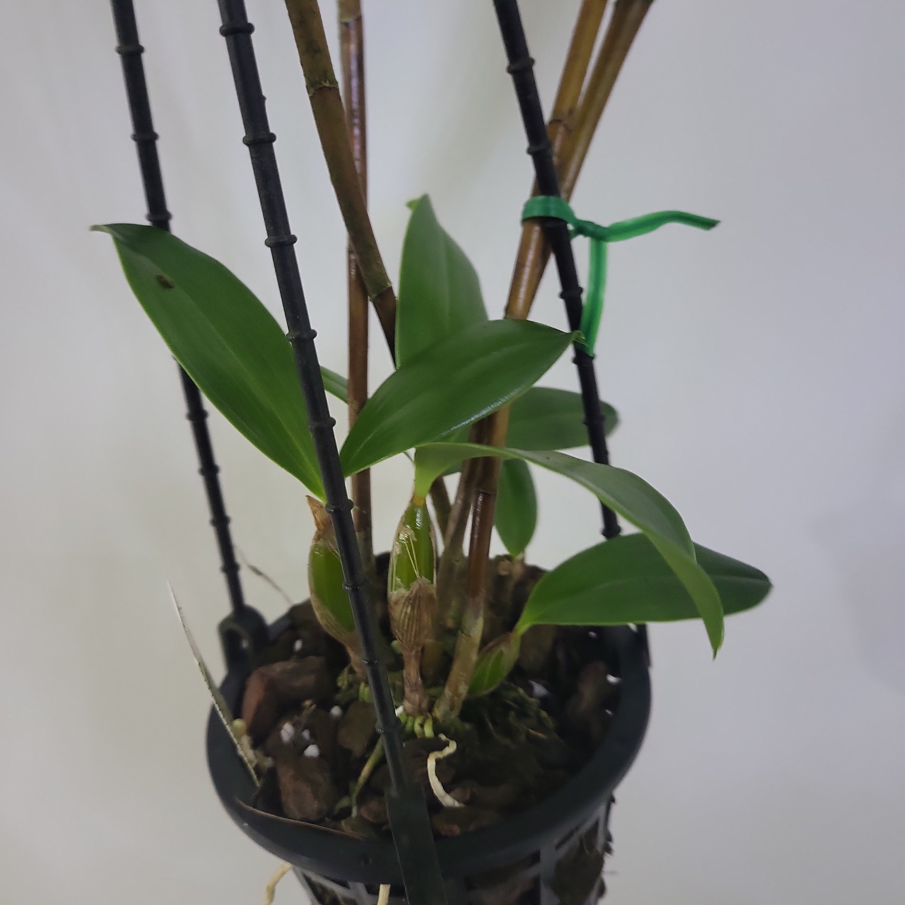 Dendrobium pulchrum  RARE!