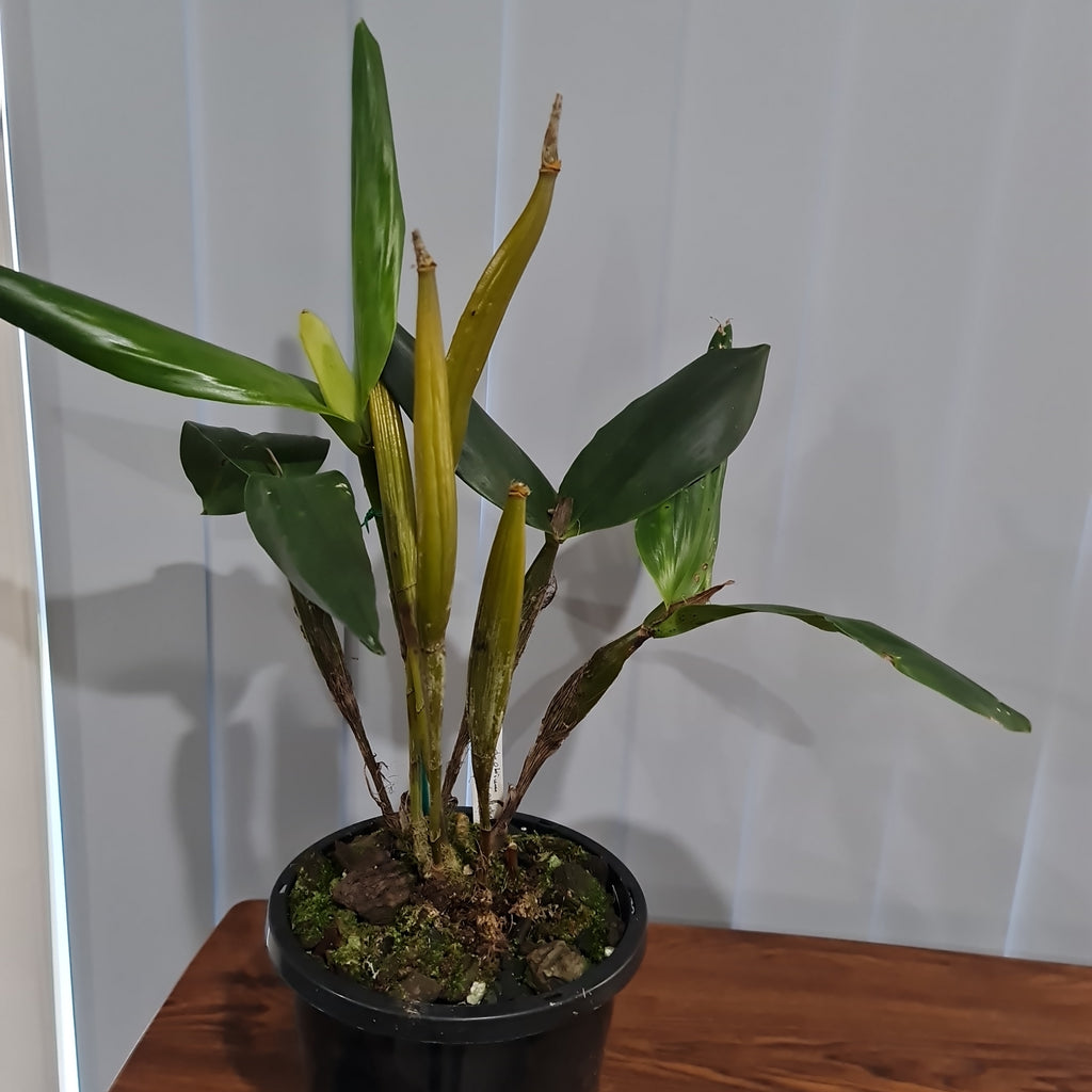 Dendrobium pulchrum (Polysema) X Eximium  RARE!