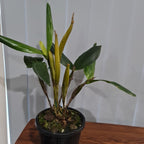 Dendrobium pulchrum (Polysema) X Eximium  RARE!
