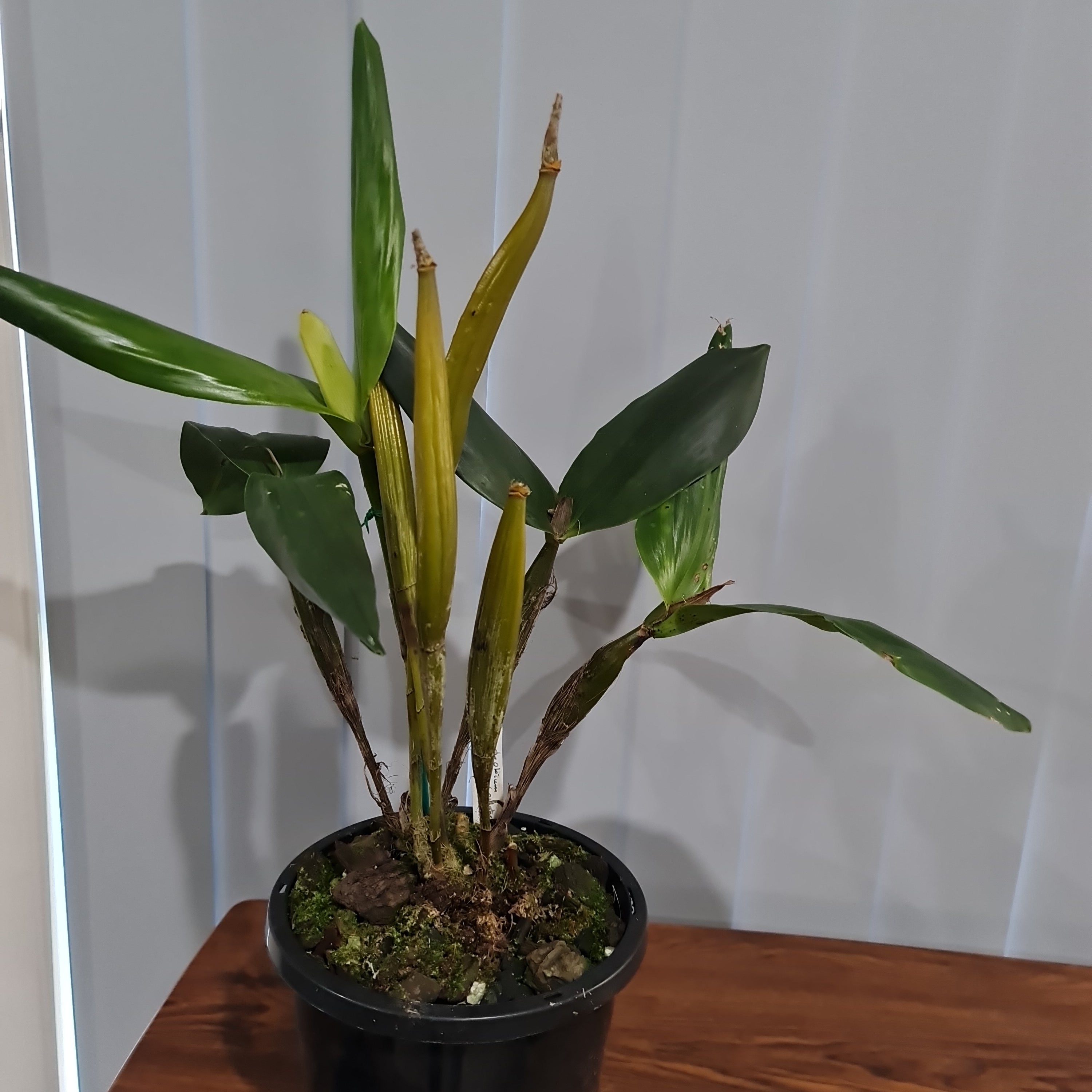 Dendrobium pulchrum (Polysema) X Eximium  RARE!