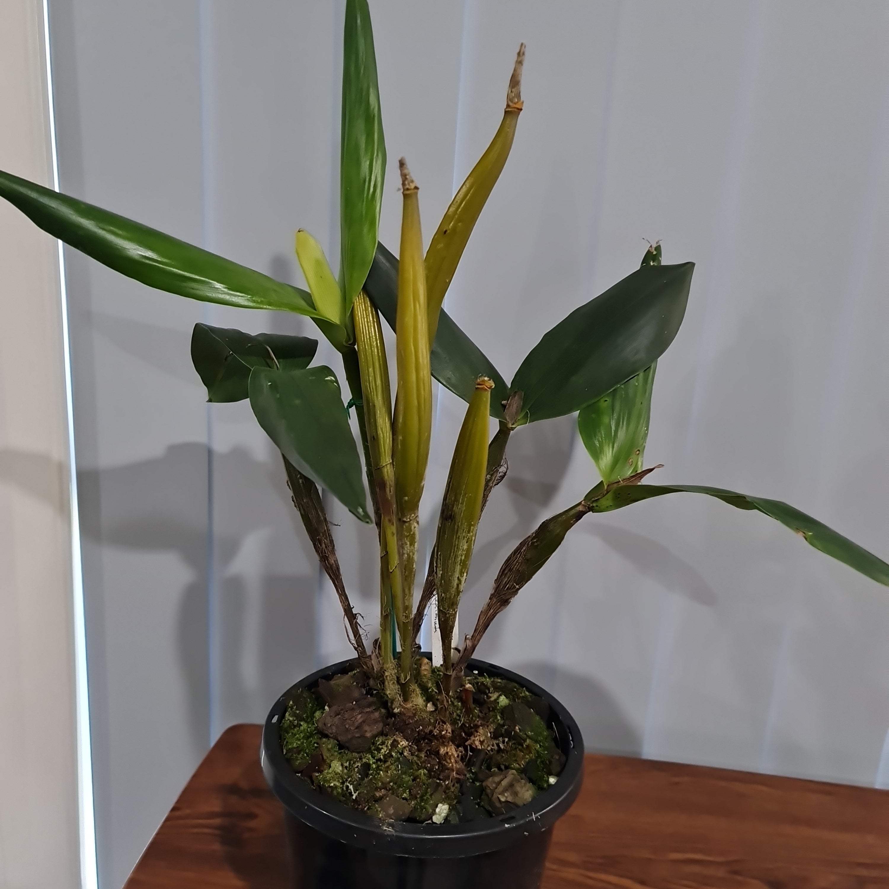 Dendrobium pulchrum (Polysema) X Eximium  RARE!
