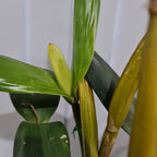 Dendrobium pulchrum (Polysema) X Eximium  RARE!