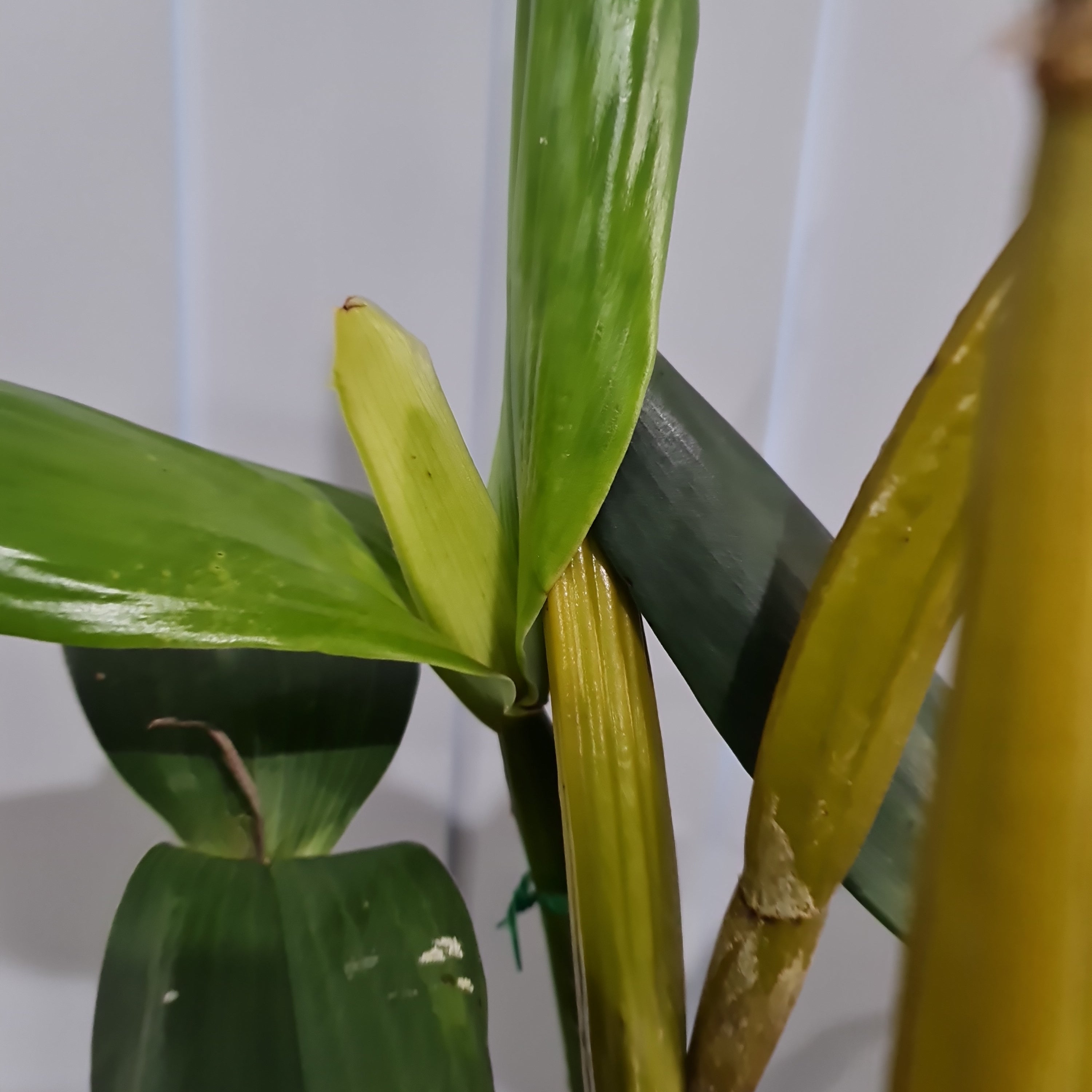 Dendrobium pulchrum (Polysema) X Eximium  RARE!