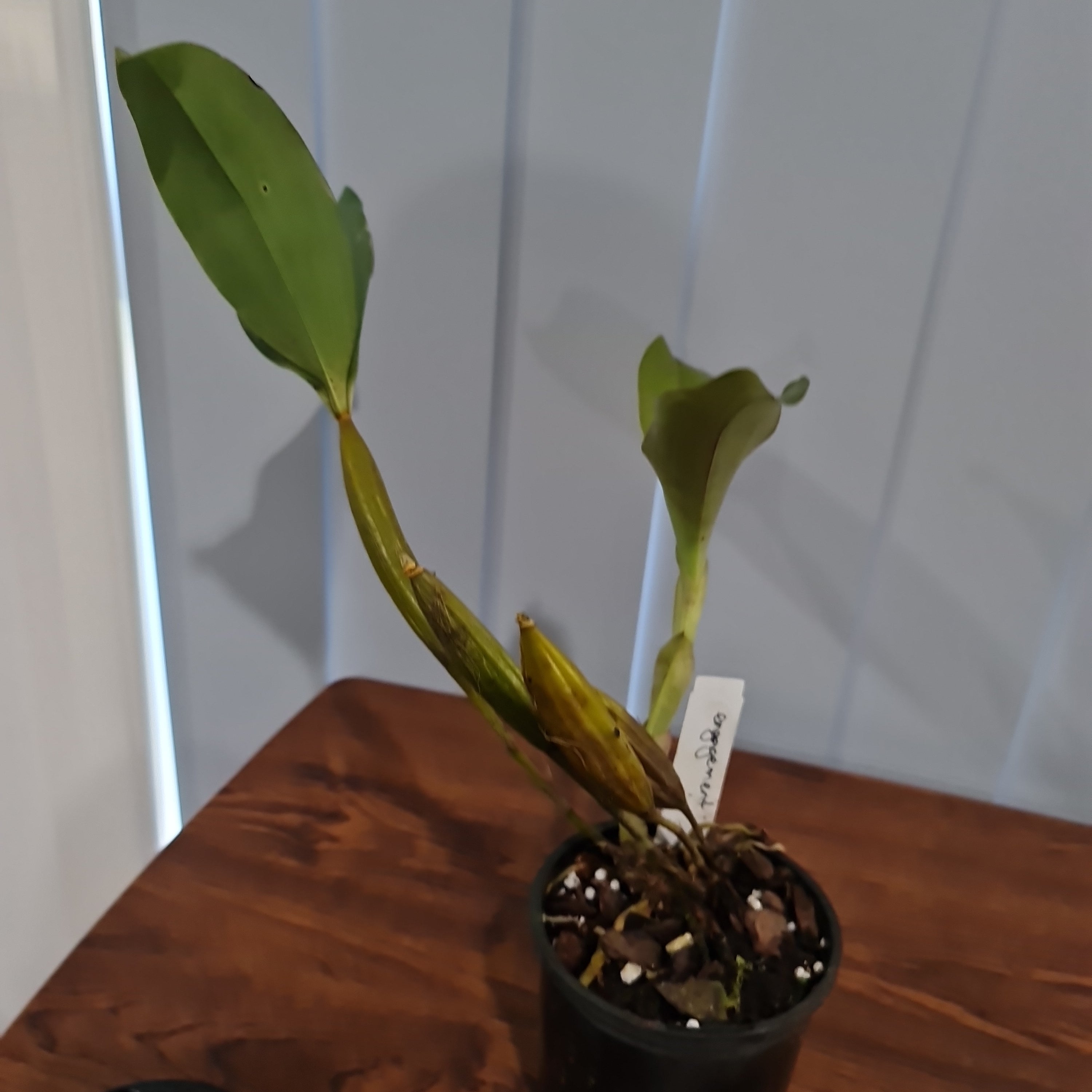 Dendrobium Engagement