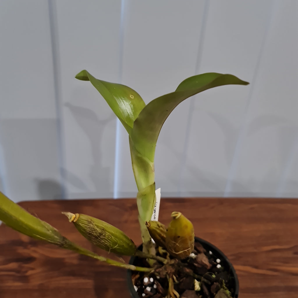 Dendrobium Engagement