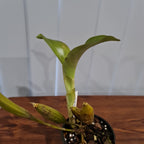 Dendrobium Engagement