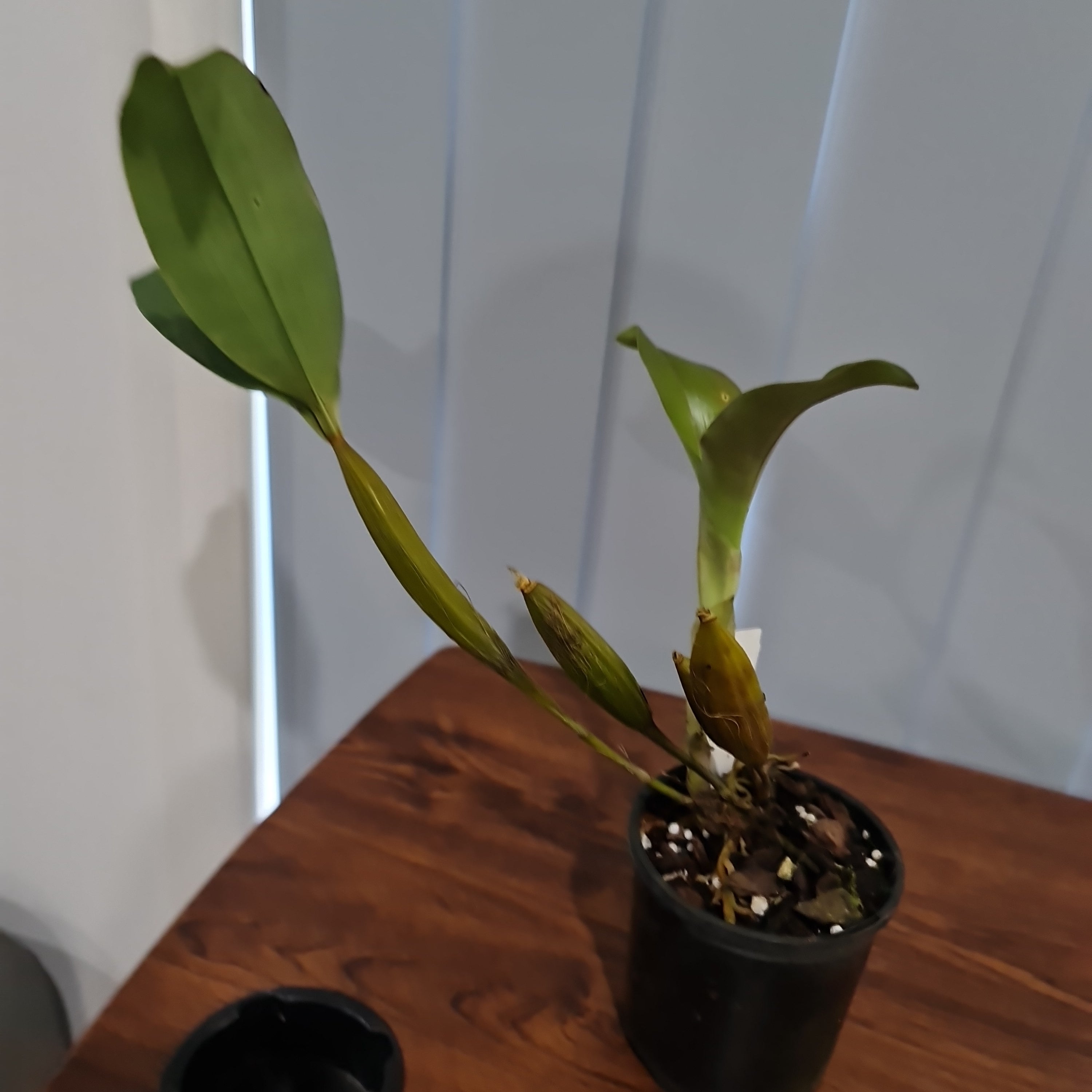 Dendrobium Engagement