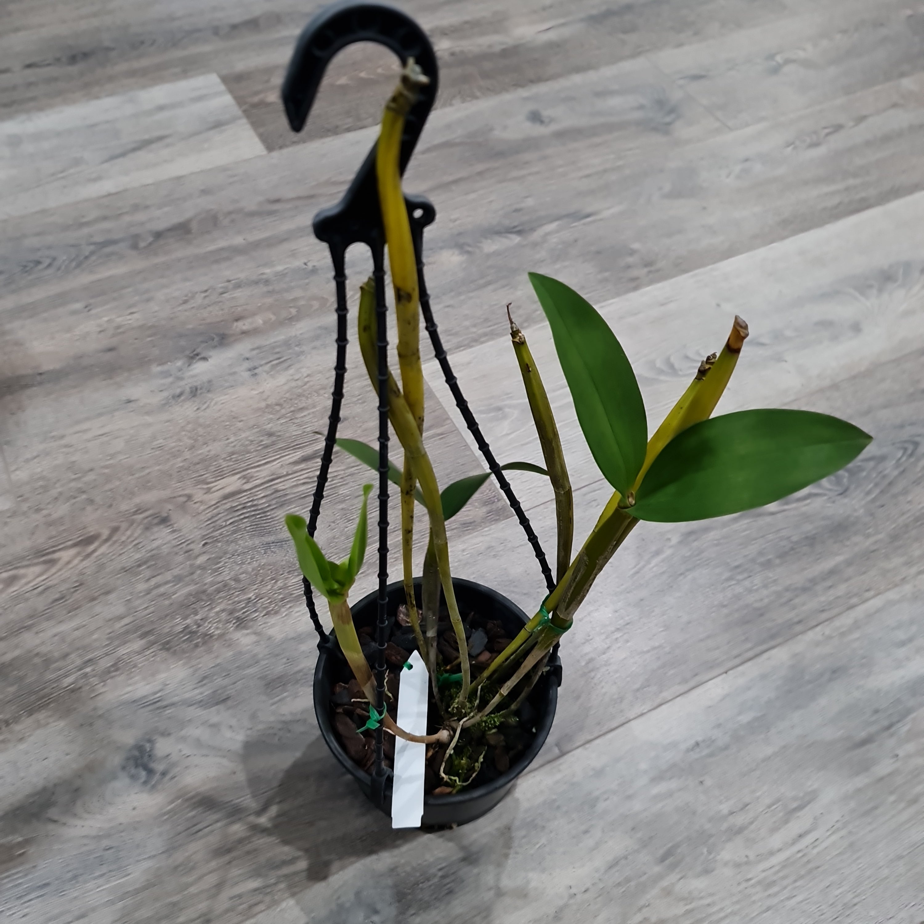 Dendrobium Andree Millar (Den. atroviolaceum x Den. convolutum)