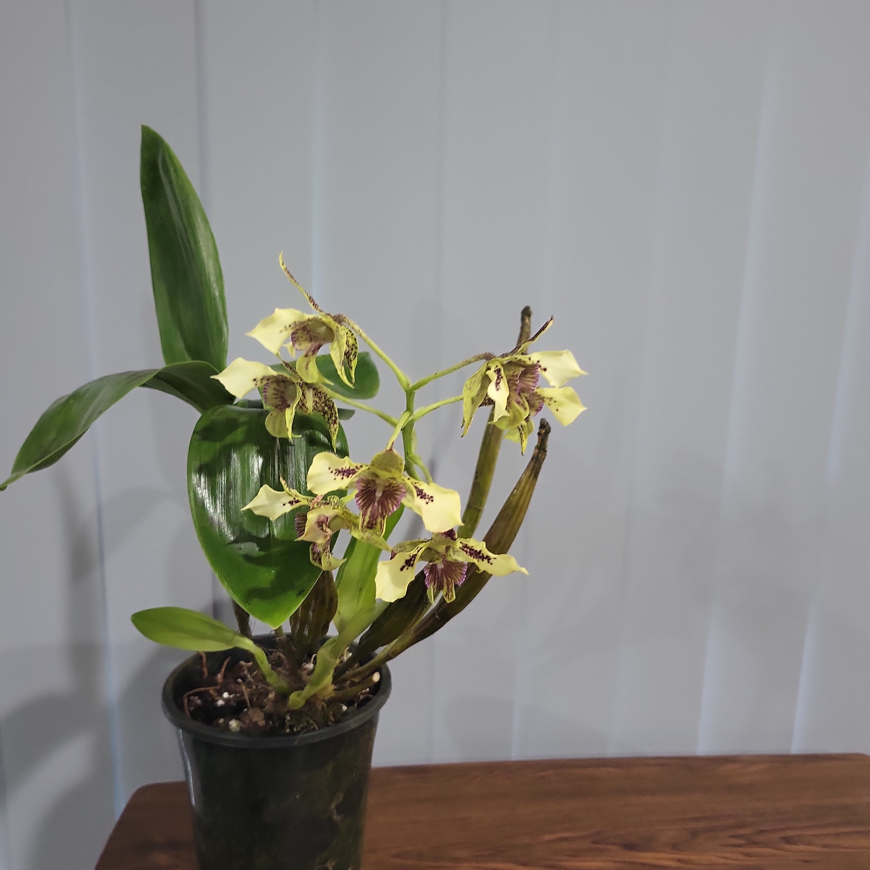 Dendrobium shiraishii x (Eximium x atroviolaceum) Secondary image