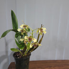 Dendrobium shiraishii x (Eximium x atroviolaceum)