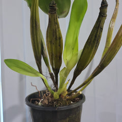 Dendrobium shiraishii x (Eximium x atroviolaceum)