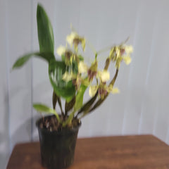 Dendrobium shiraishii x (Eximium x atroviolaceum)