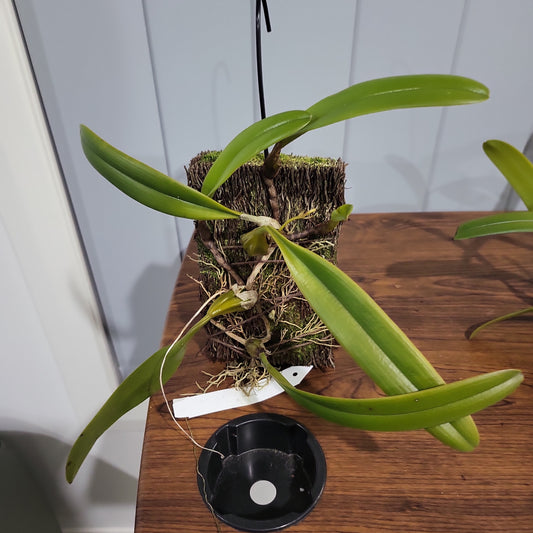 Bulbophyllum Worayuth White Fang (Bulb. lepidum × Bulb. medusae)
