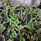 Dendrobium officinale
