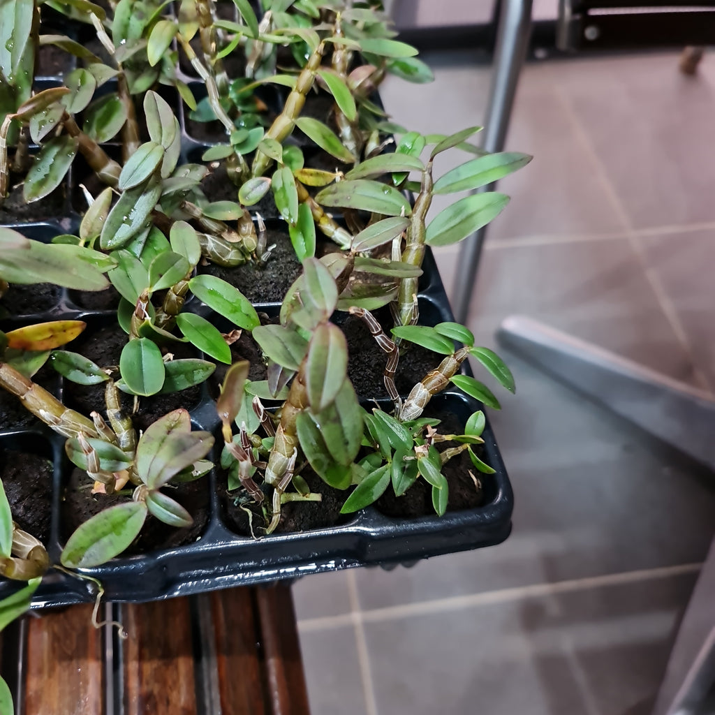 Dendrobium officinale