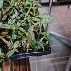 Dendrobium officinale