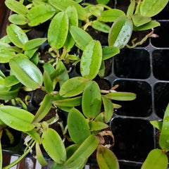 Cattleya Ratsima Spot (Fragrant)