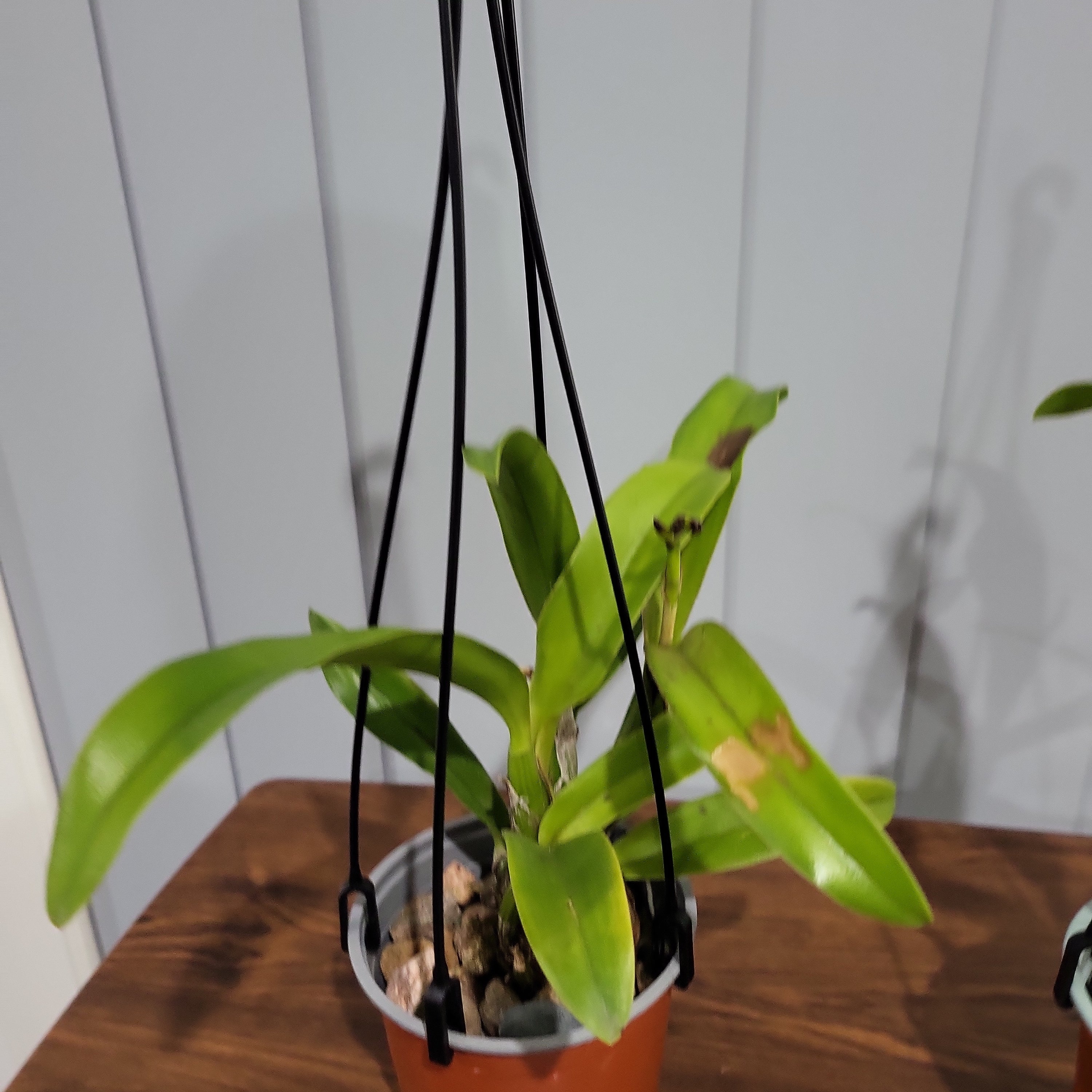 ( In Spike Now) Meloara Ching Sun Bright Star (Fragrant) Secondary image