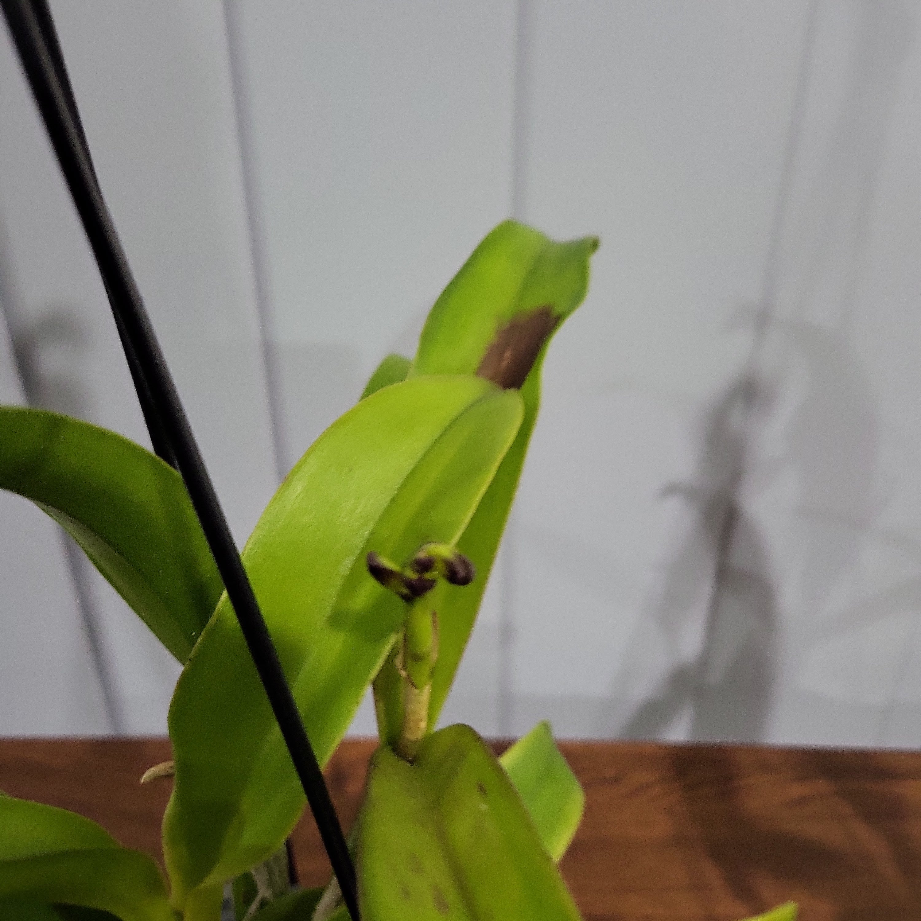 ( In Spike Now) Meloara Ching Sun Bright Star (Fragrant)