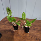 Cattleya Jungle Queen