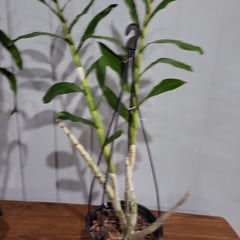 Dendrobium Amethystoglossum (Species)