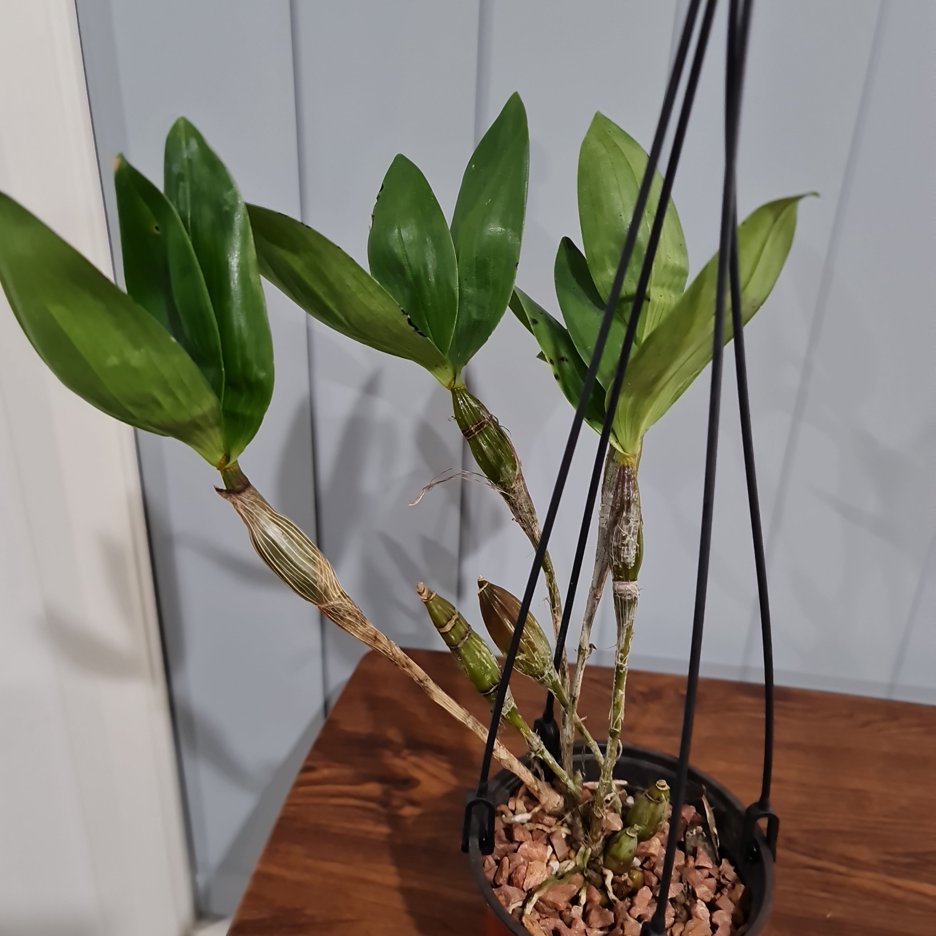 Den. Jungle Gem (New Guinea × macrophyllum) Latourea section Secondary image