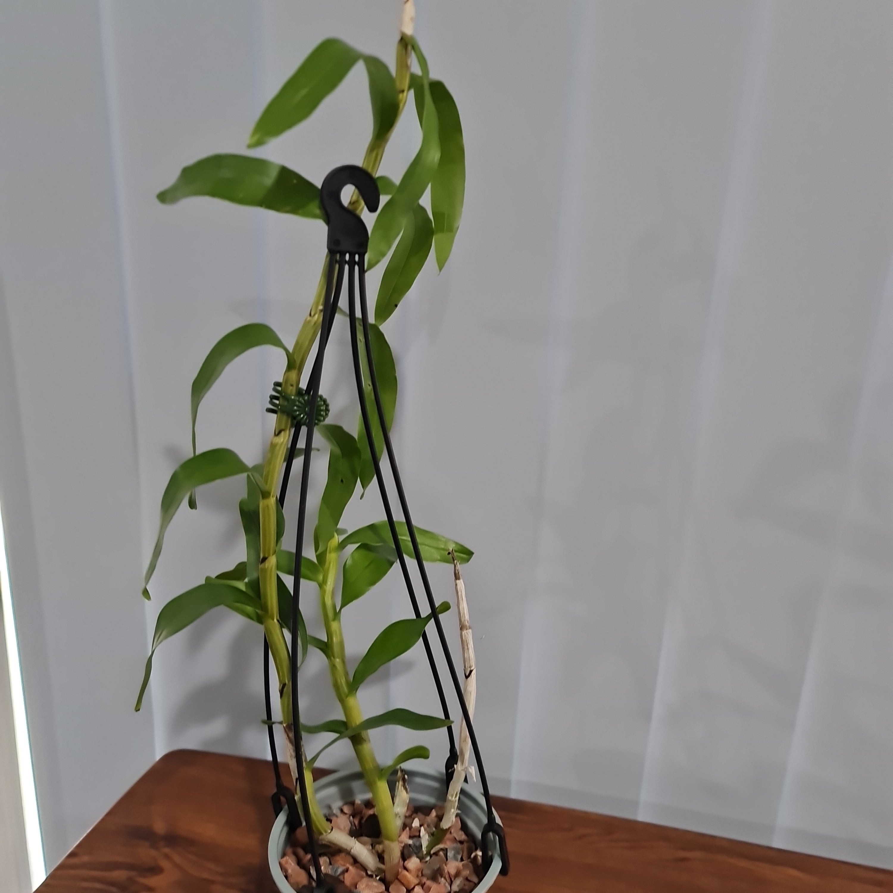 Dendrobium secundum f. alba(TOOTHBRUSH ORCHID) Secondary image