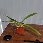 (Flowering Size) Phalaenopsis Hieroglyphica ( Fragrant Species)