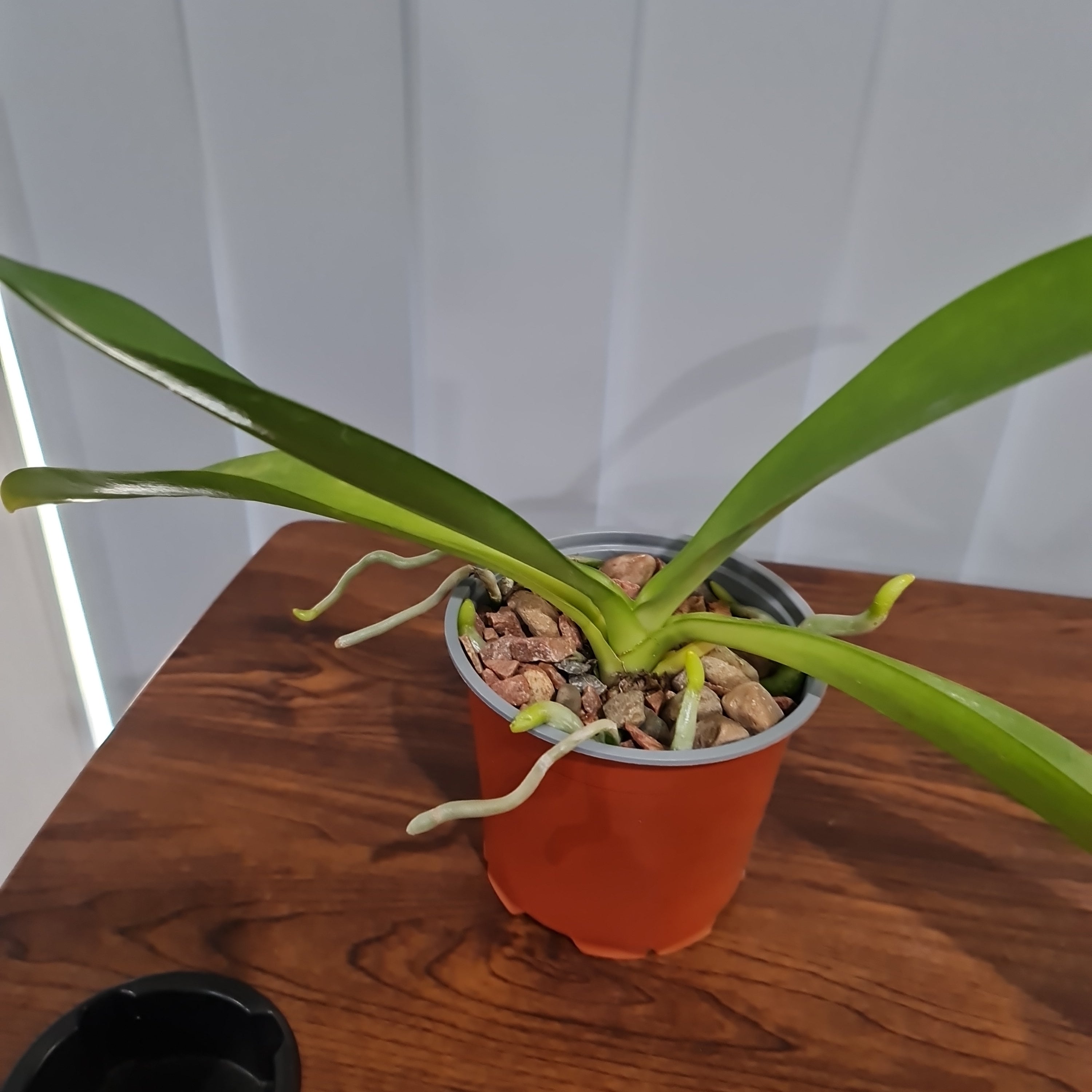 (Flowering Size) Phalaenopsis Hieroglyphica ( Fragrant Species)