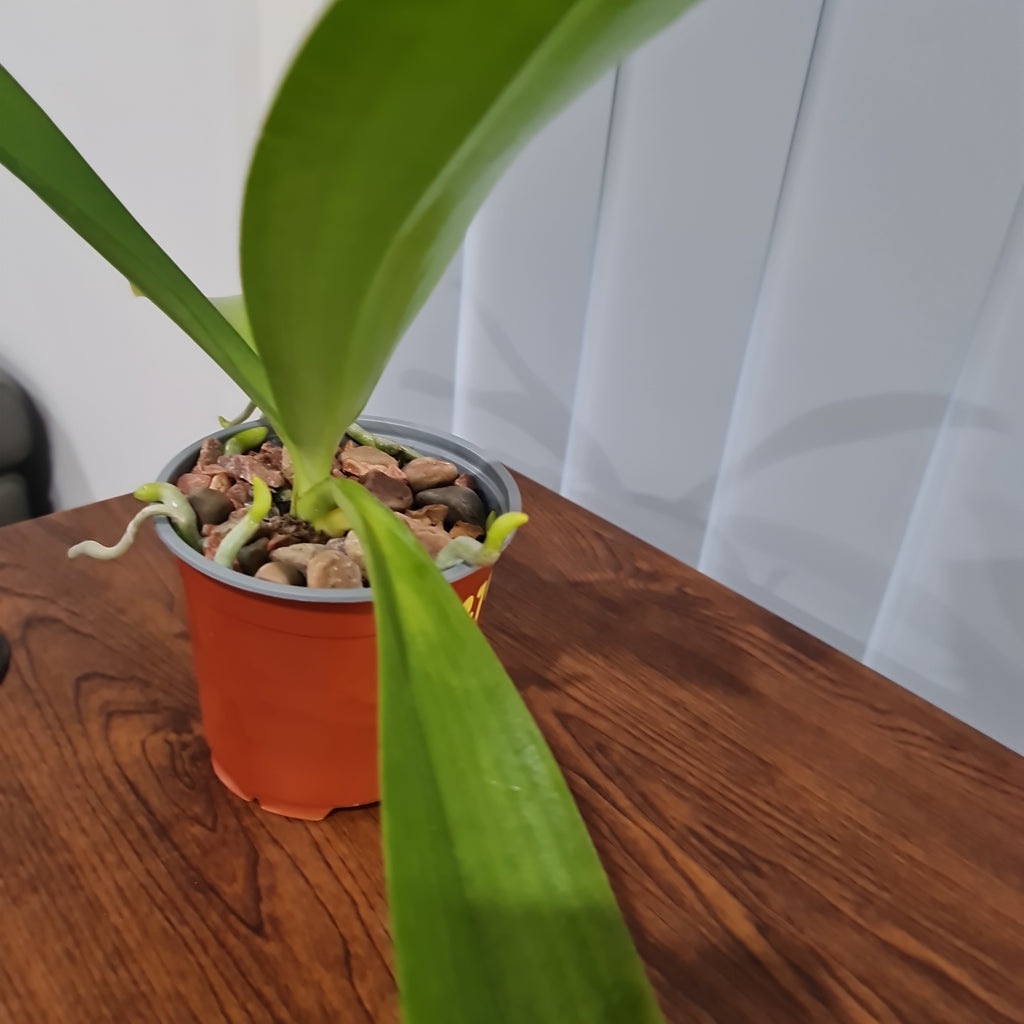 (Flowering Size) Phalaenopsis Hieroglyphica ( Fragrant Species)