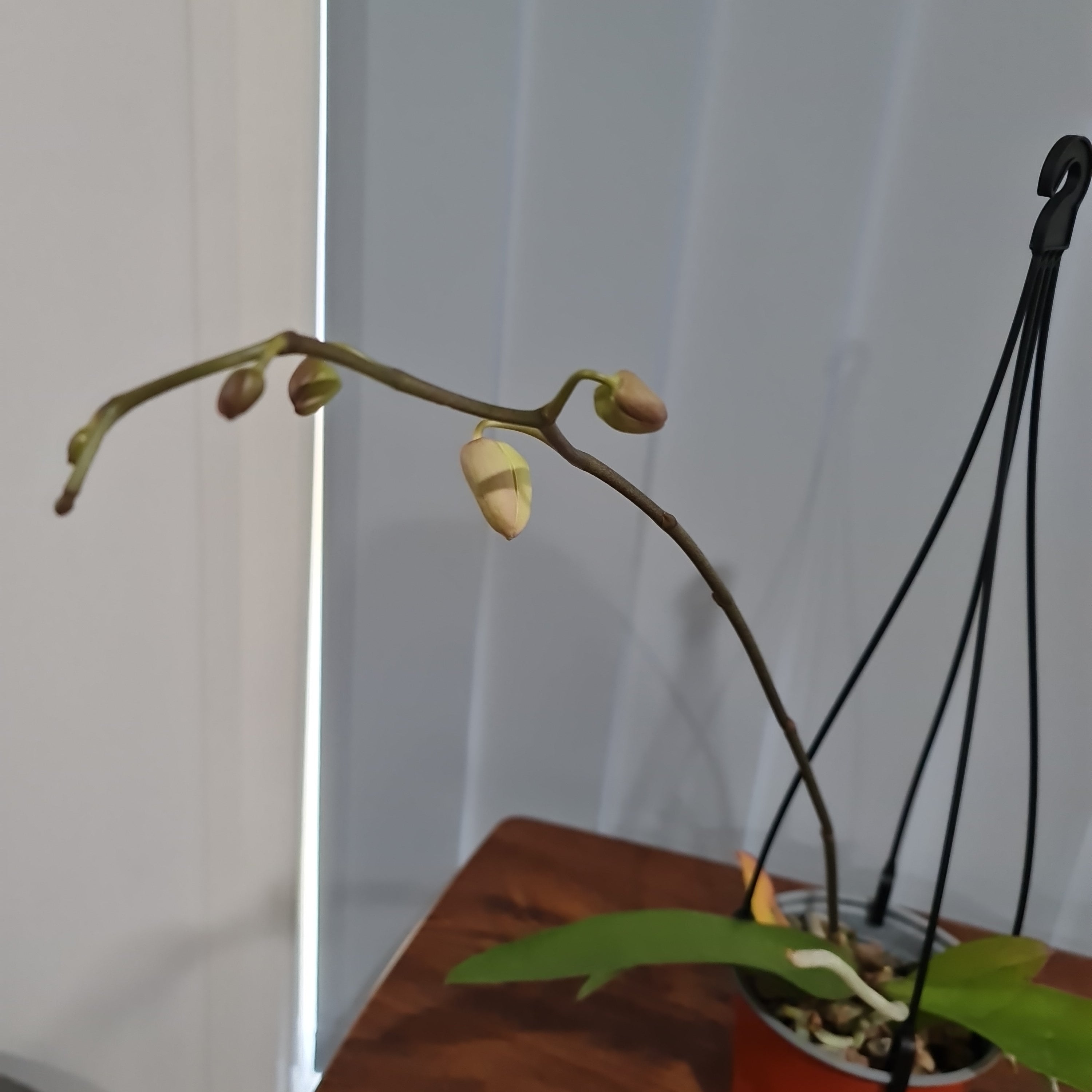 (IN BUDS NOW) Phalaenopsis amabilis (East Indian Butterfly Orchid)