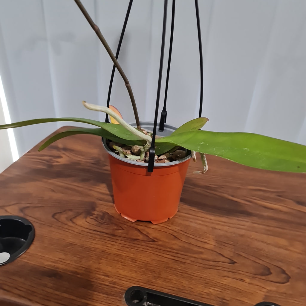 (IN BUDS NOW) Phalaenopsis amabilis (East Indian Butterfly Orchid)