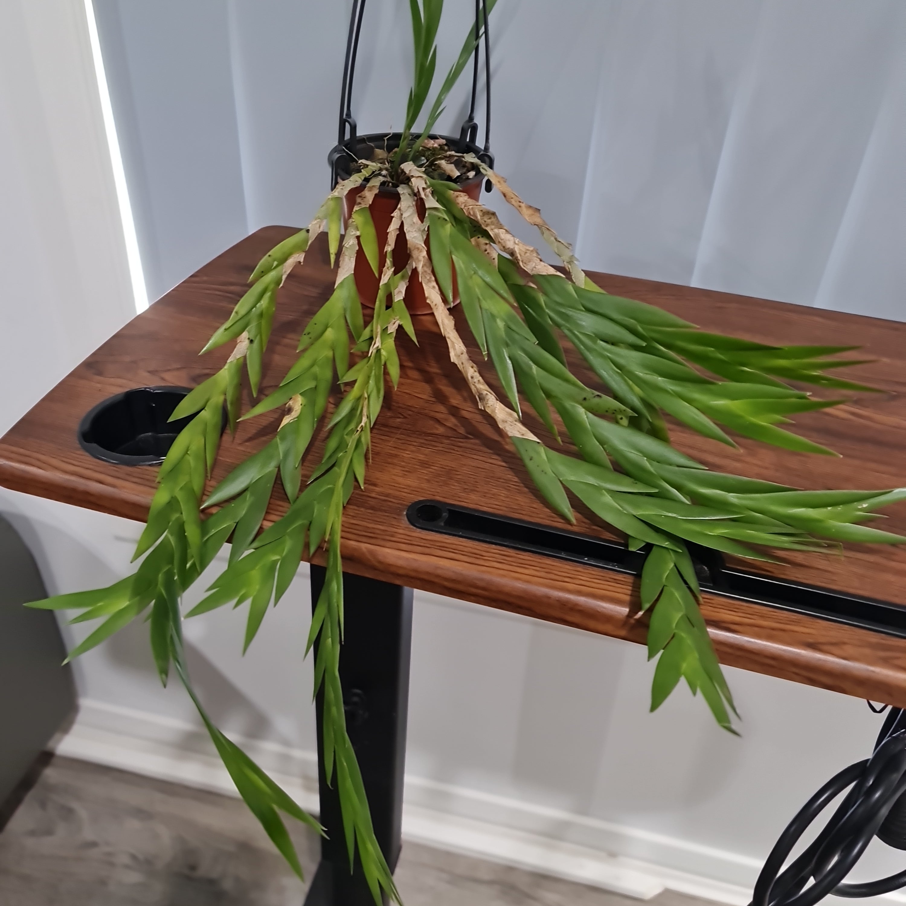 Dendrobium grande Secondary image
