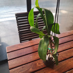 Dendrobium Tangerinum x Dendrobium Taurinum