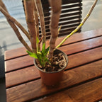 Dendrobium formosum x jyrdii (RARE Primary Hybrid)