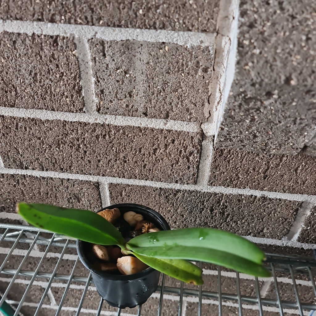 Rhynchostylis Gigantea spots (Fragrant)