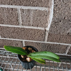 Rhynchostylis Gigantea spots (Fragrant)