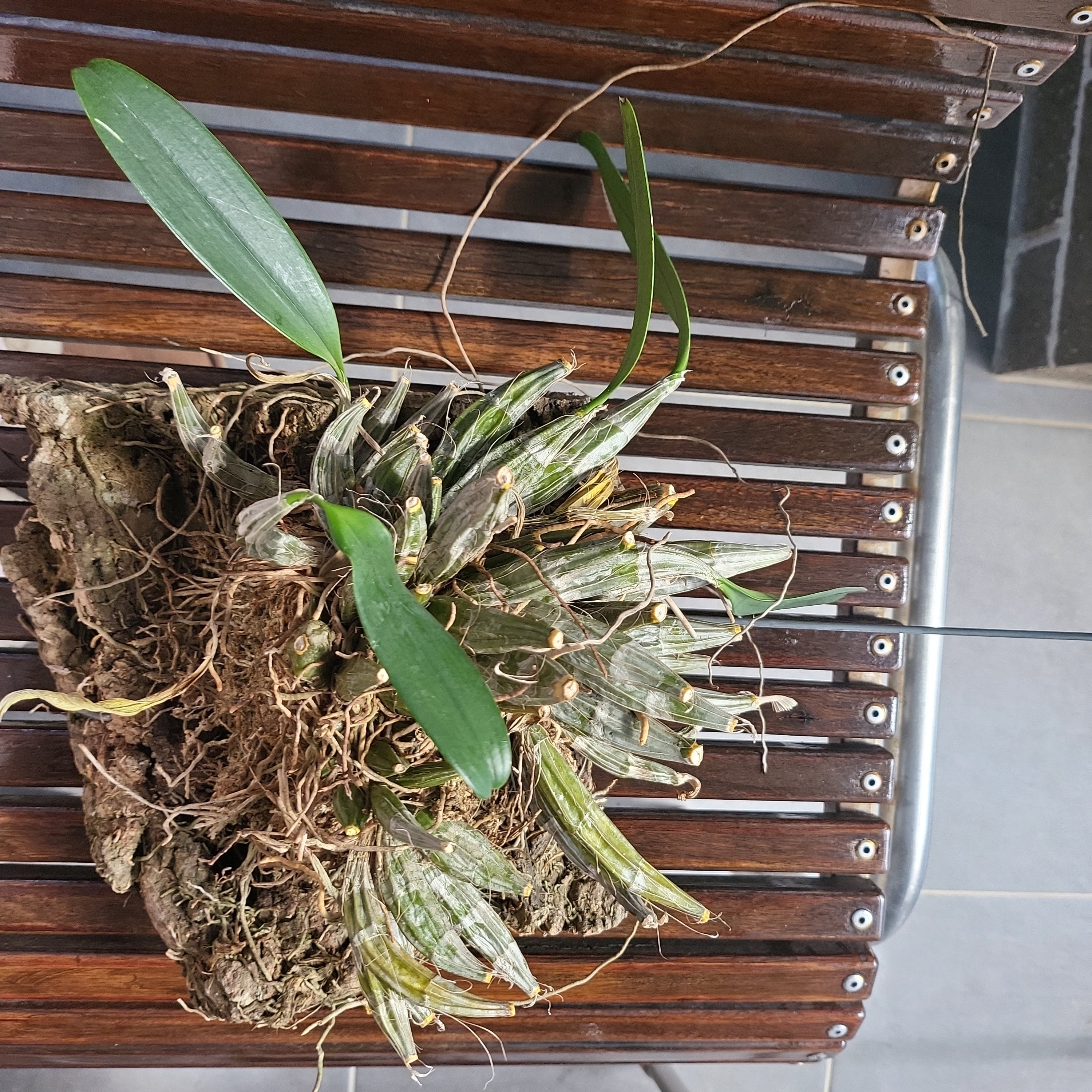 Fragrant Species Dendrobium Aggregatum /Lindleyi Secondary image