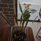Dendrobium shiraishii x (Eximium x atroviolaceum)