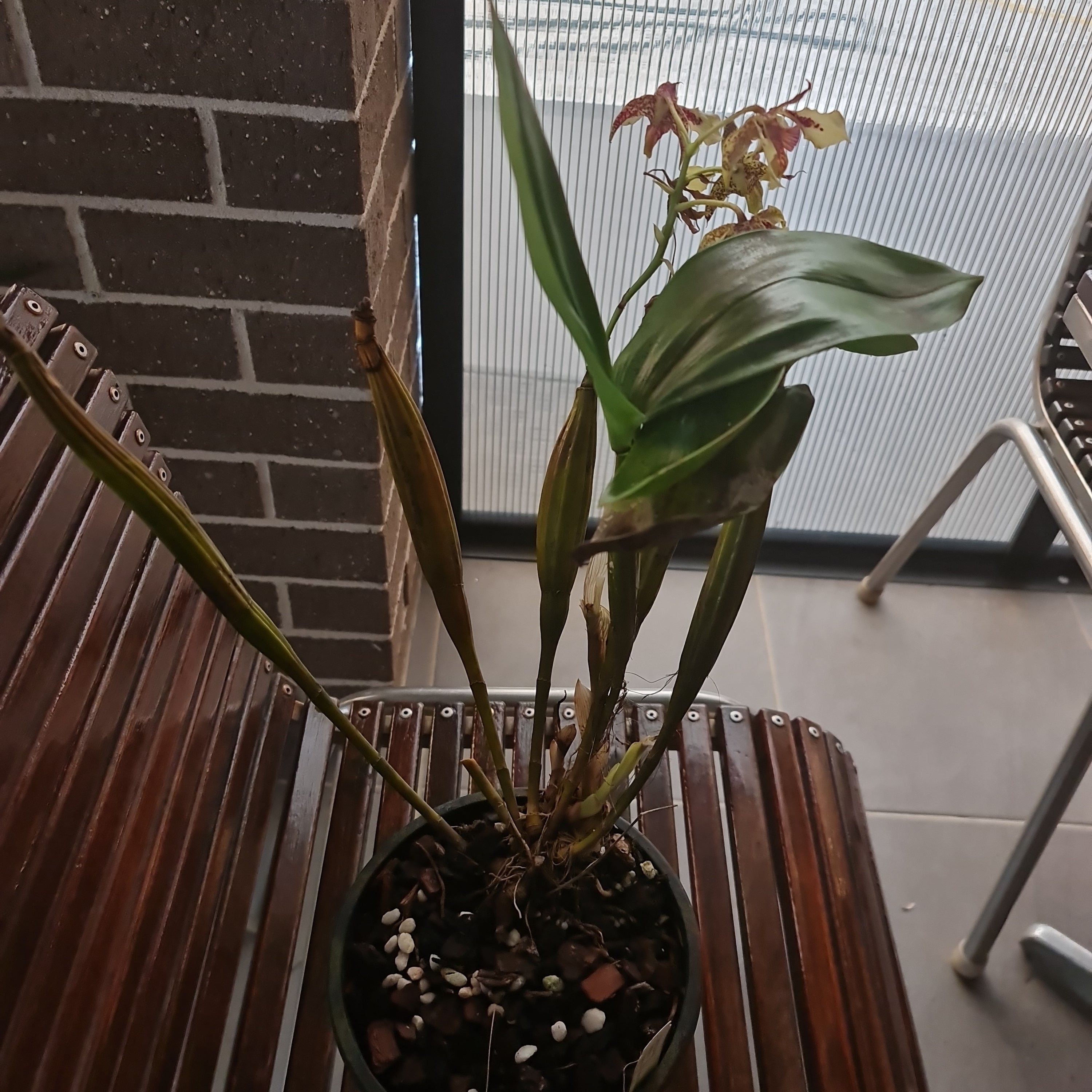 Dendrobium shiraishii x (Eximium x atroviolaceum)