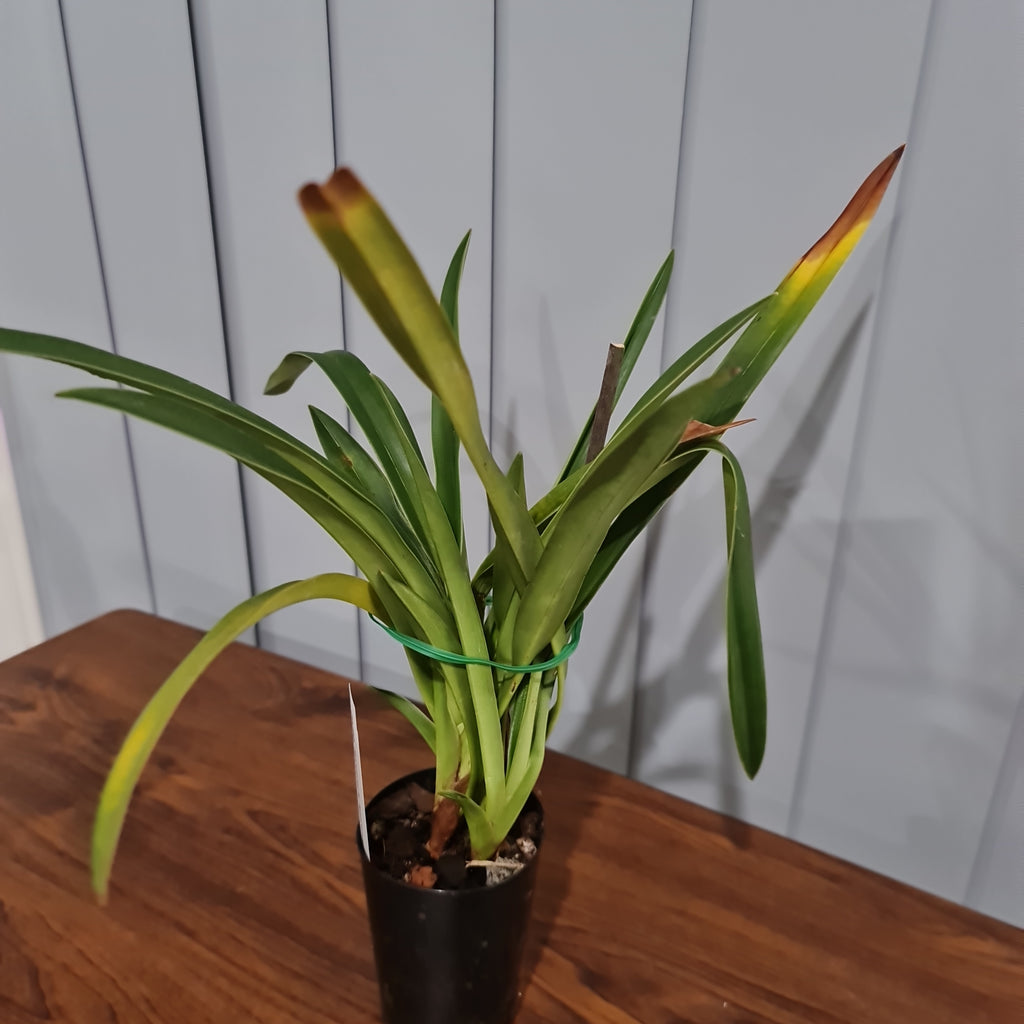 Phrag. Sorcerer's Apprentice