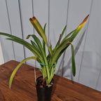 Phrag. Sorcerer's Apprentice