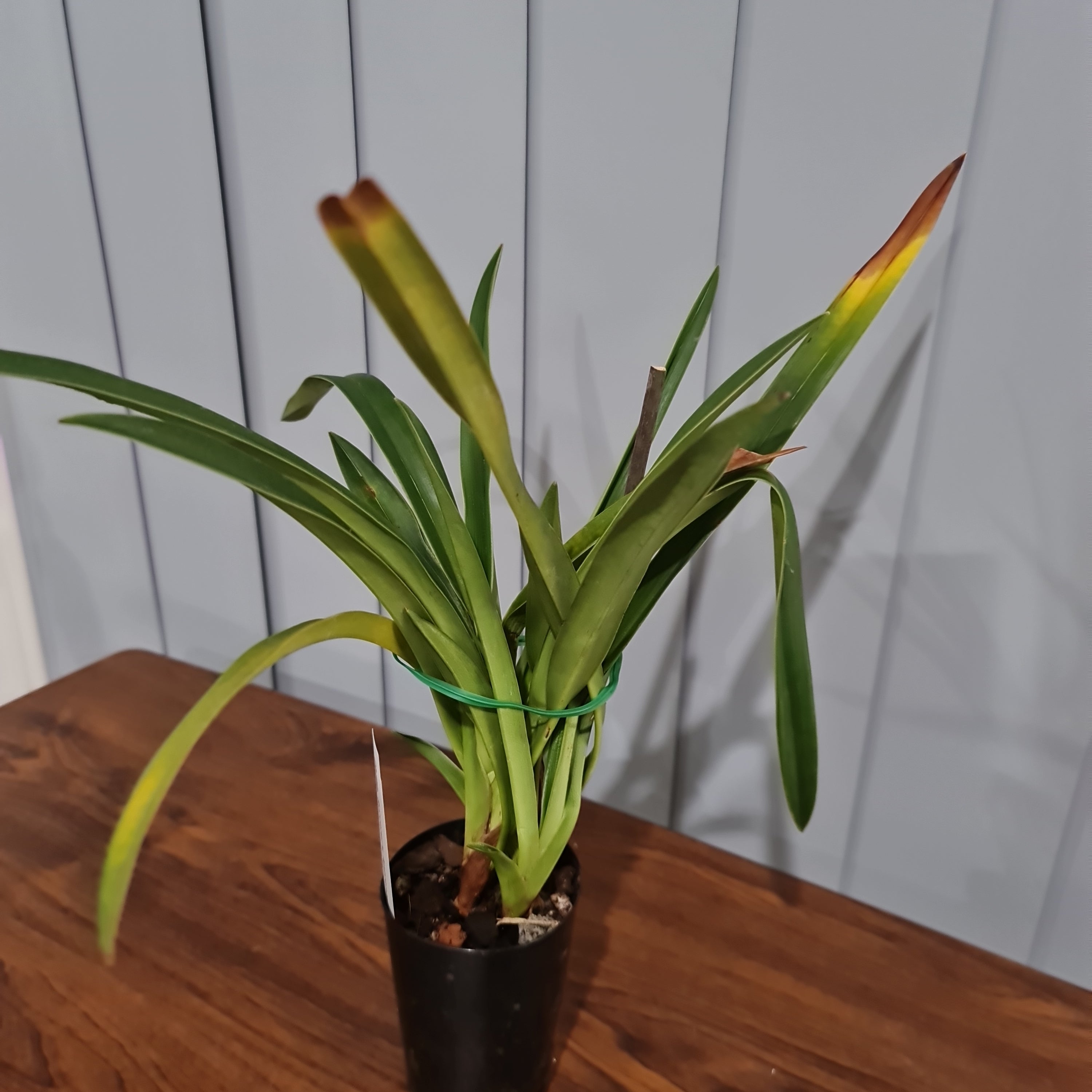 Phrag. Sorcerer's Apprentice