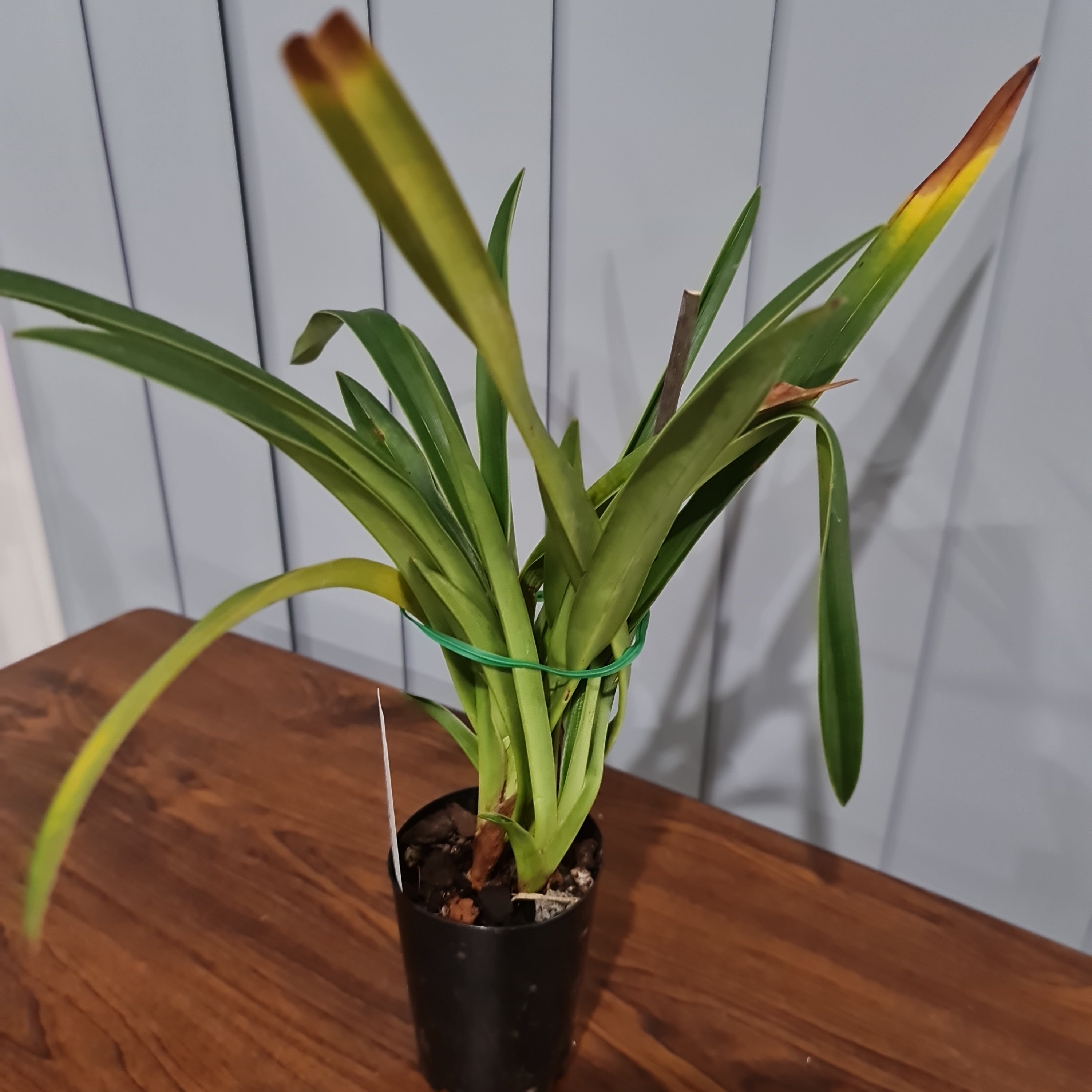 Phrag. Sorcerer's Apprentice