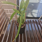Phragmipedium Schroederae (Sedenii x caudatum)