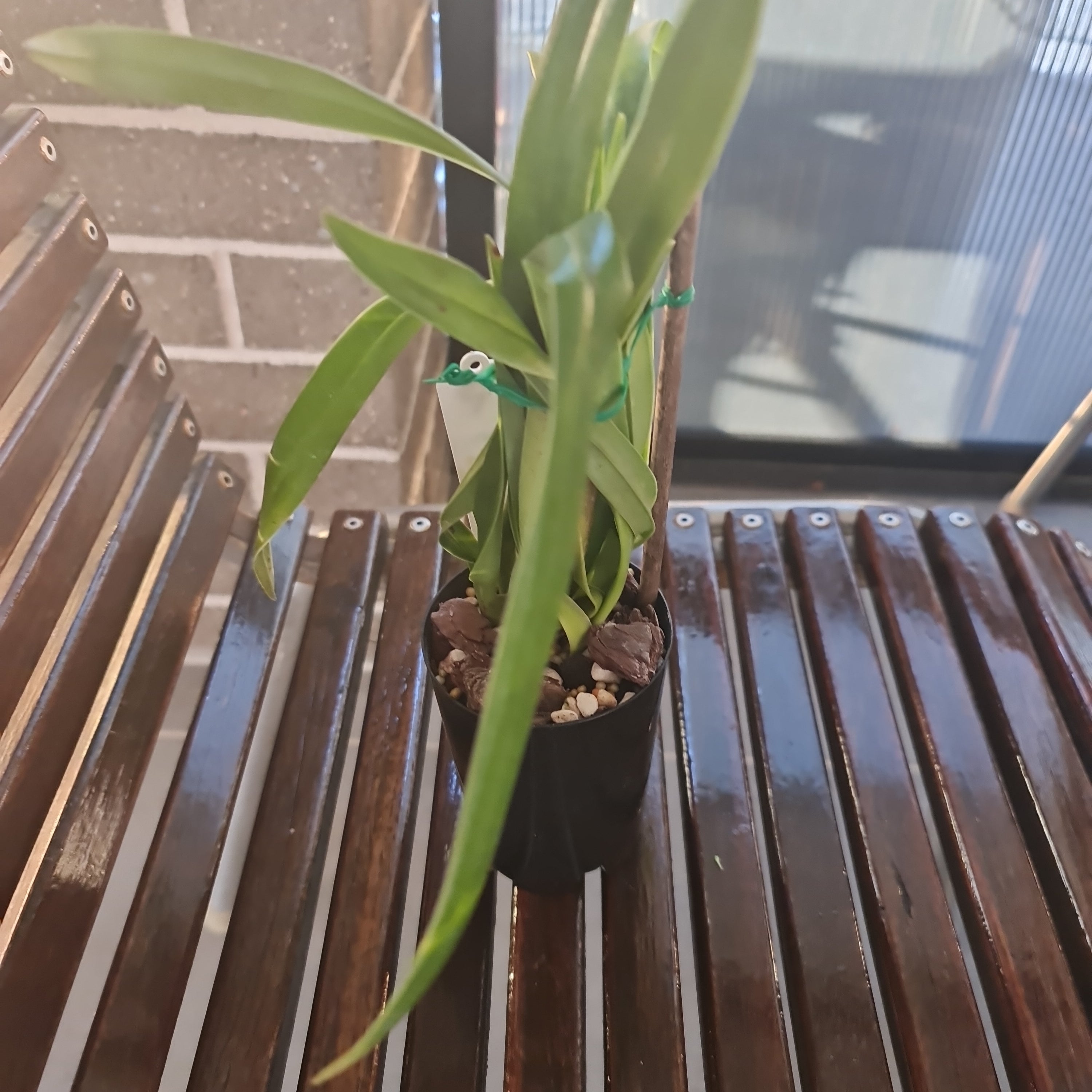 Phragmipedium Schroederae (Sedenii x caudatum)