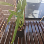 Phragmipedium Schroederae (Sedenii x caudatum)